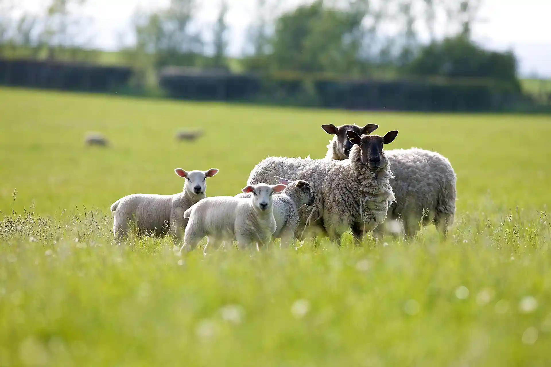 Ewes and lambs in field