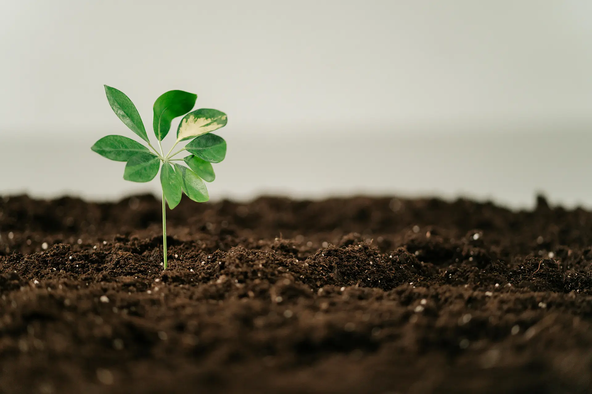 Robust Soil for a Robust Business