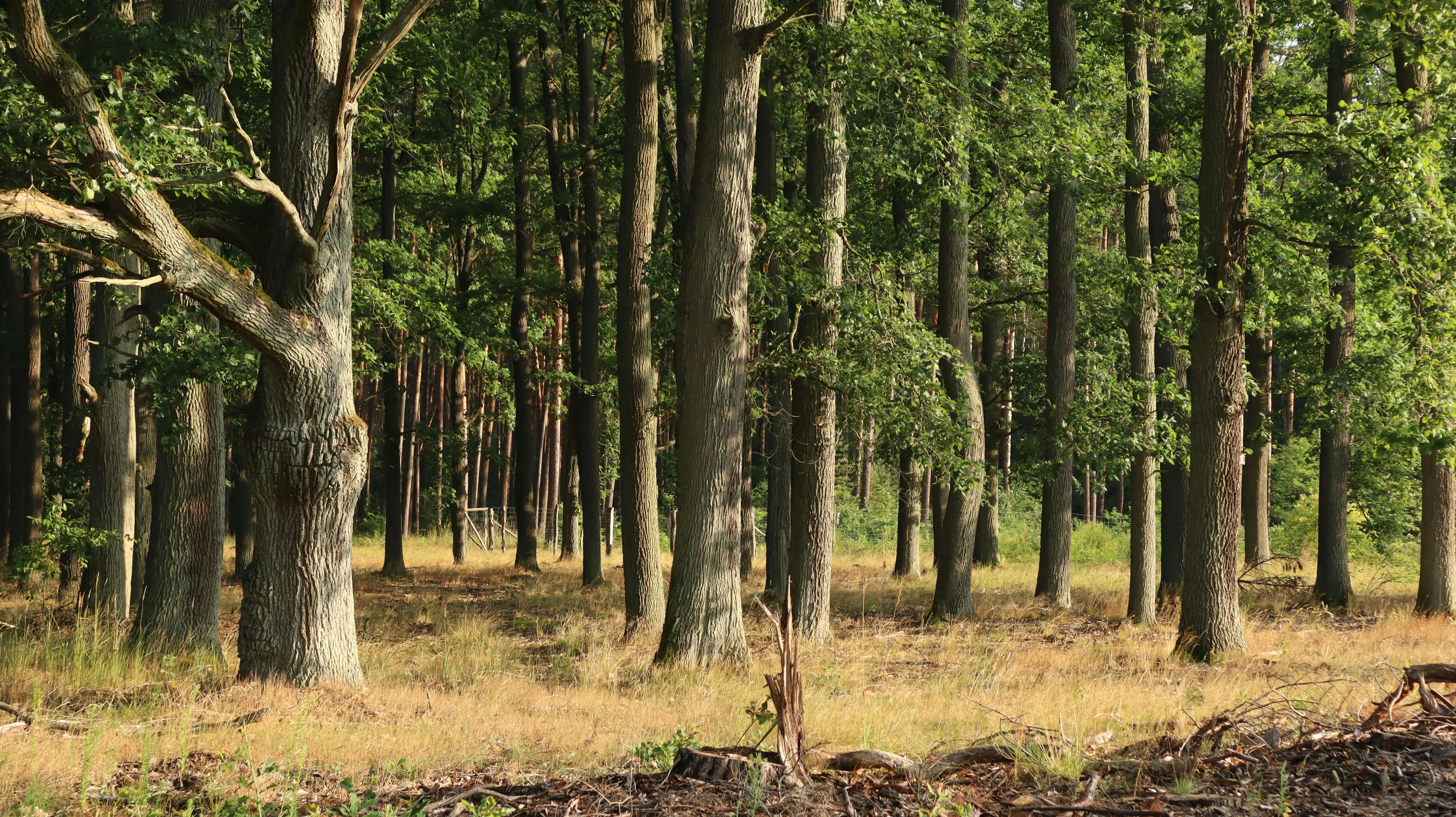 To Plant Or Not To Plant – Woodland Creation and Management