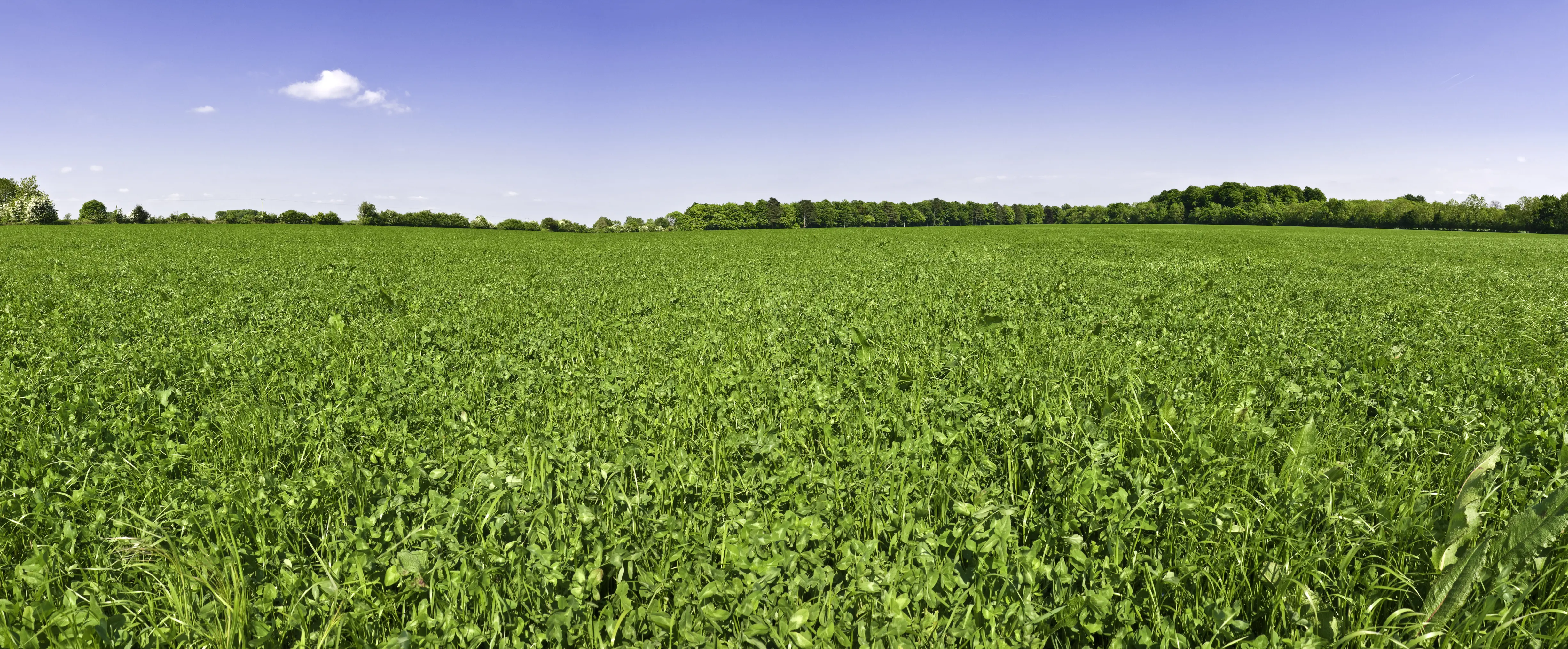 Farm business benefits of herbal leys