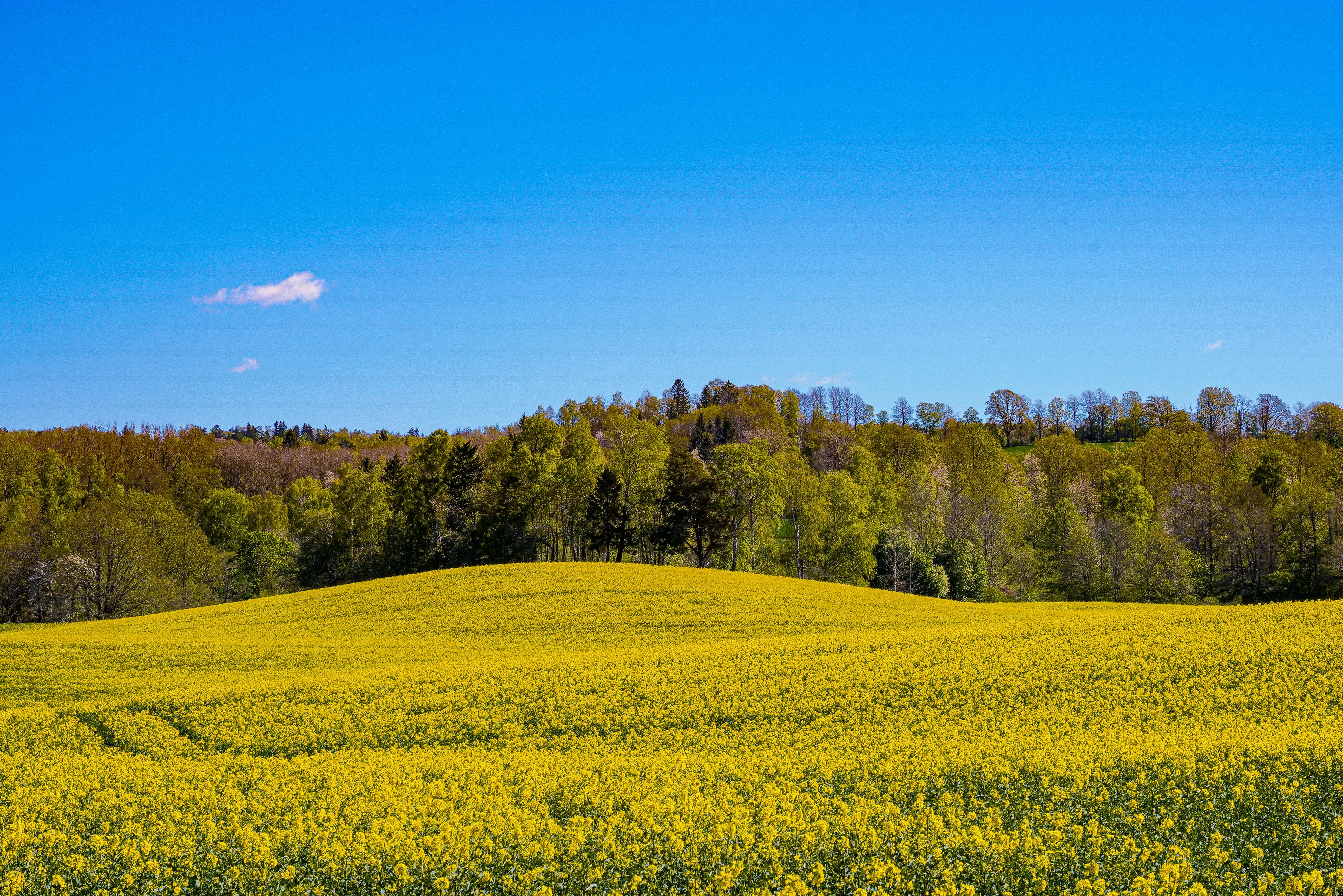 SFI Companion Cropping with Buckwheat – Boosting Oilseed Rape Resilience