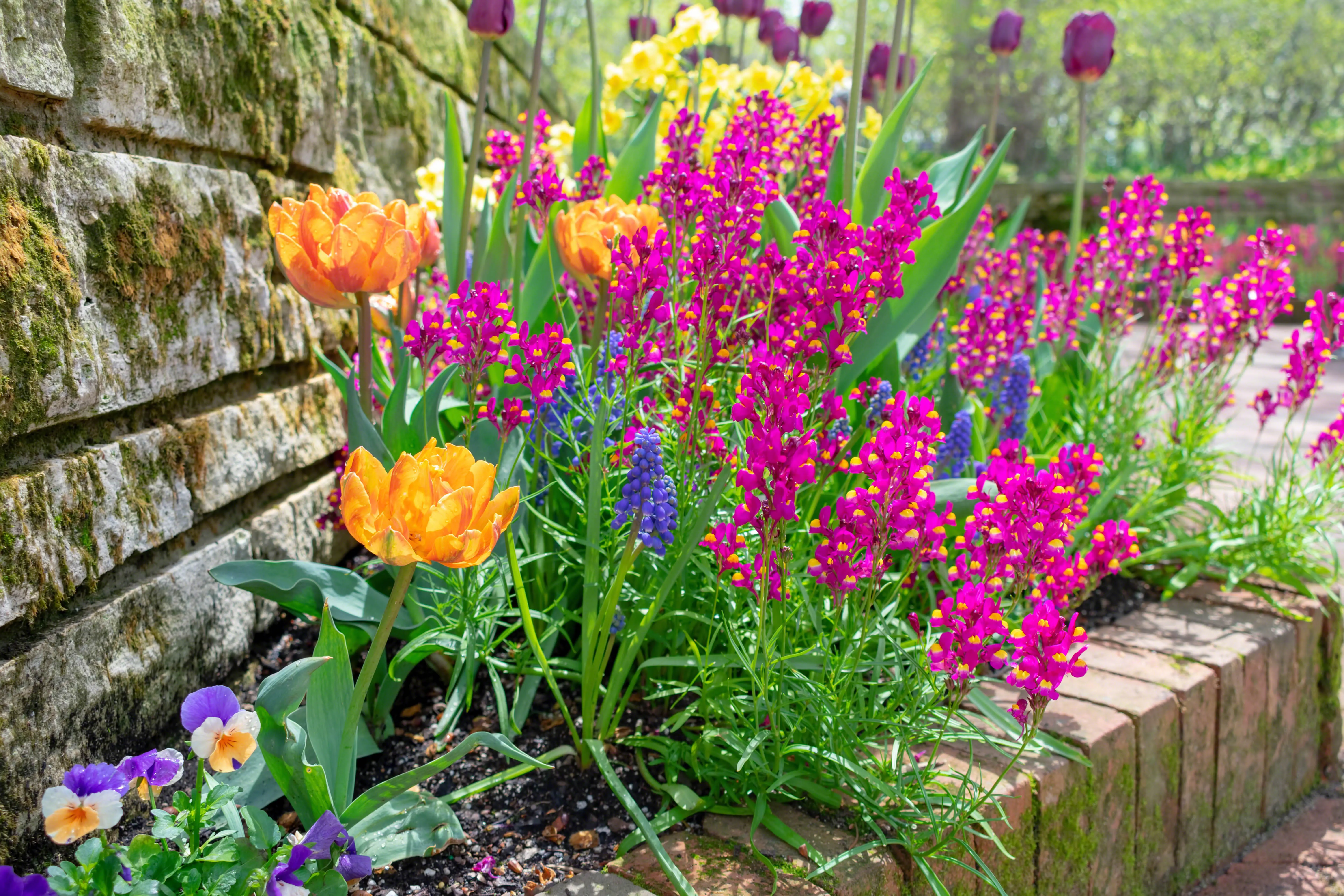 Making the Most of Your Garden This May: Simple Ways to Enjoy Your Outdoor Space