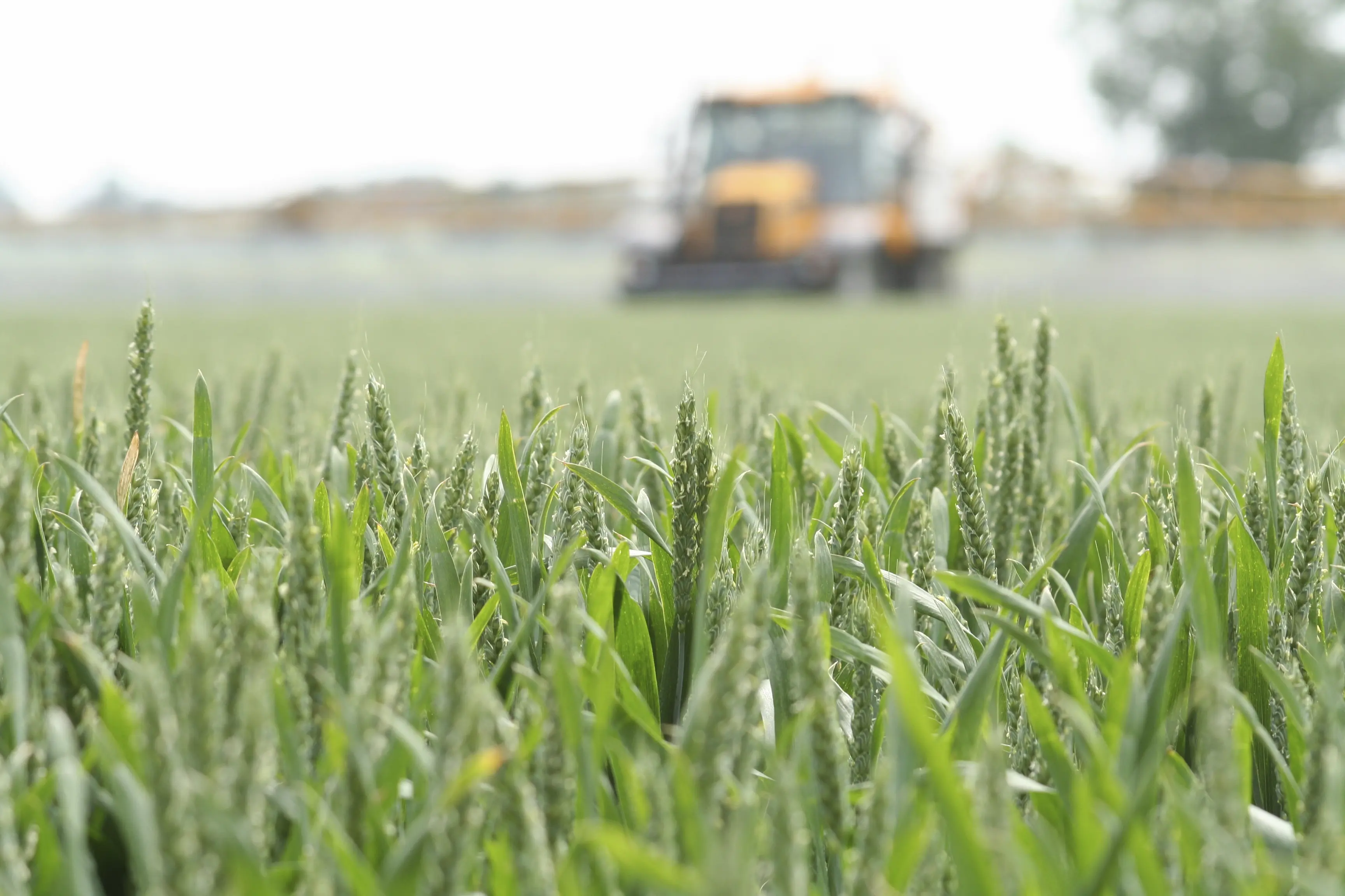 field crop image with farm machinery in the background